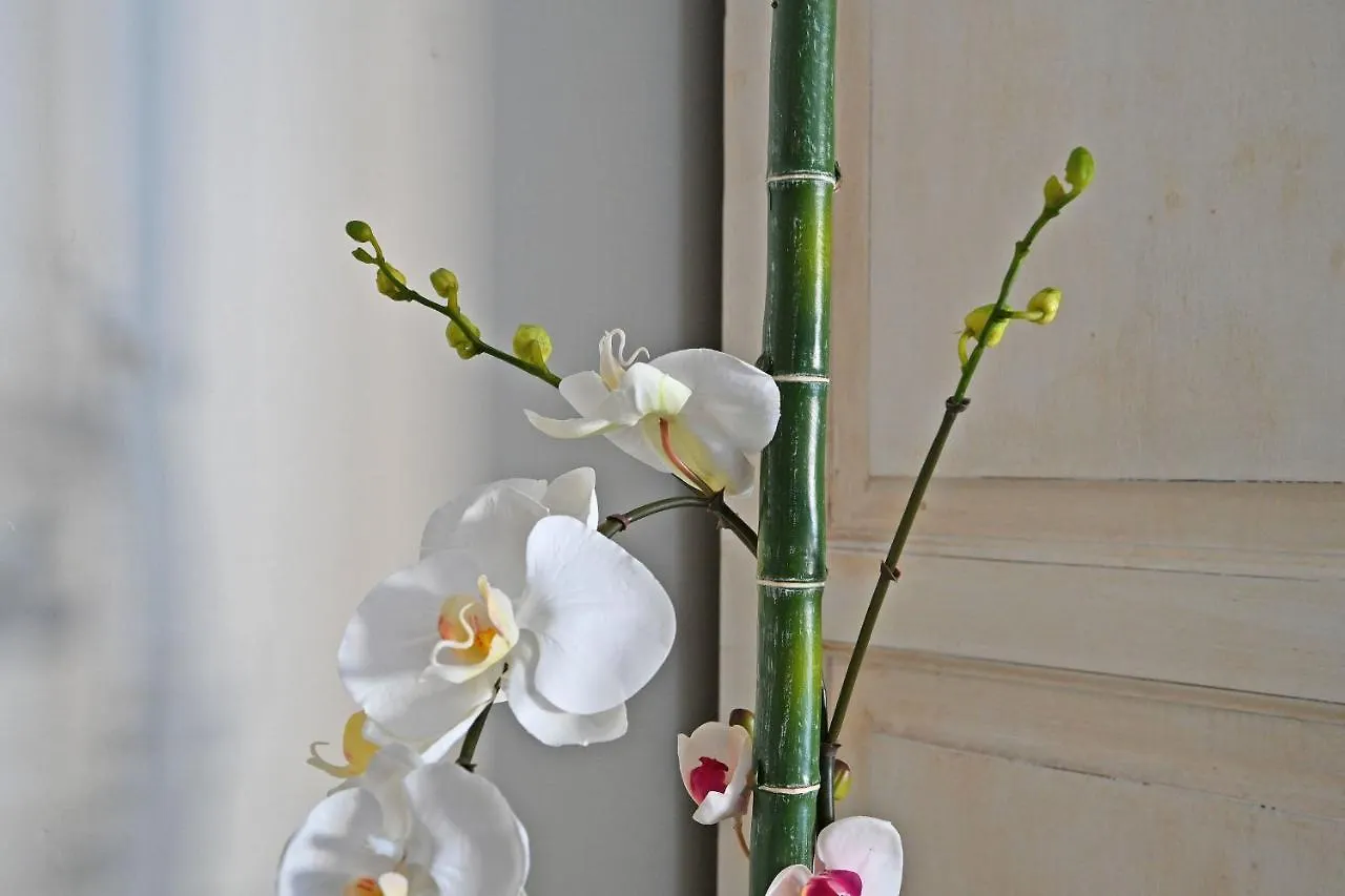 Au Coeur Des Papes, Dans Batisse De Charme Studios & Appartements En Coeur De Ville Avignon France